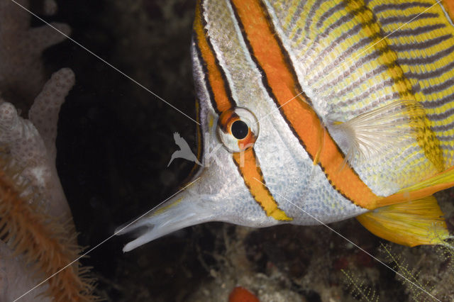 Copperband butterflyfish