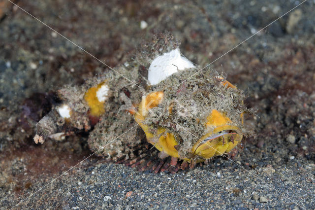 Pitted stonefish (Erosa erosa)