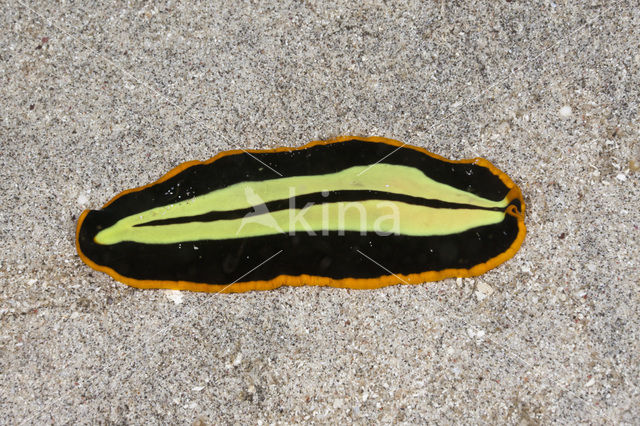 Yellow-black Flatworm (Pseudoceros dimidiatus)