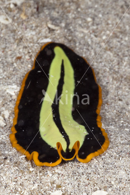 Yellow-black Flatworm (Pseudoceros dimidiatus)