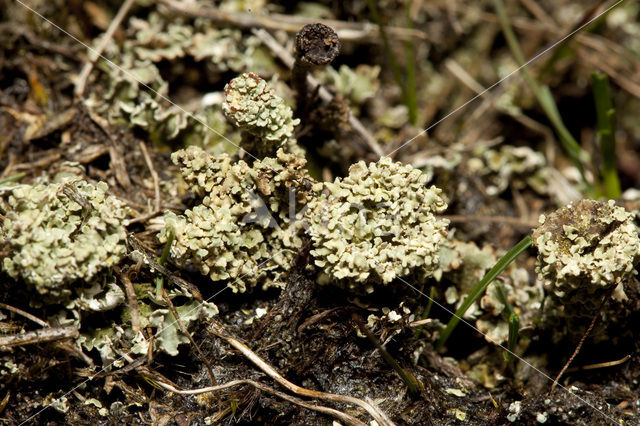 Plomp bekermos (Cladonia borealis)