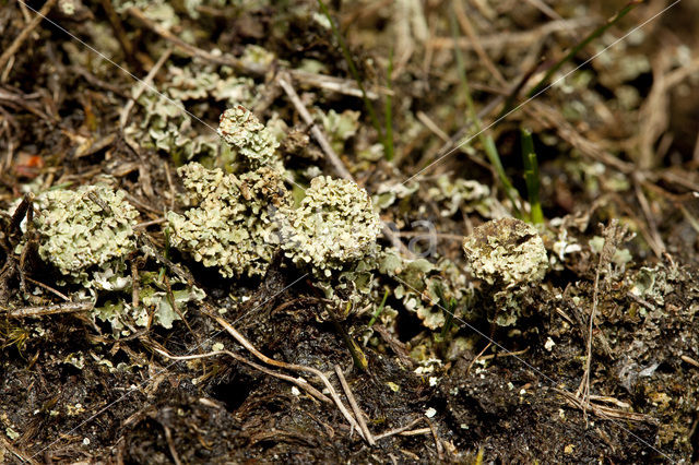 Boreal pixie-cup (Cladonia borealis)