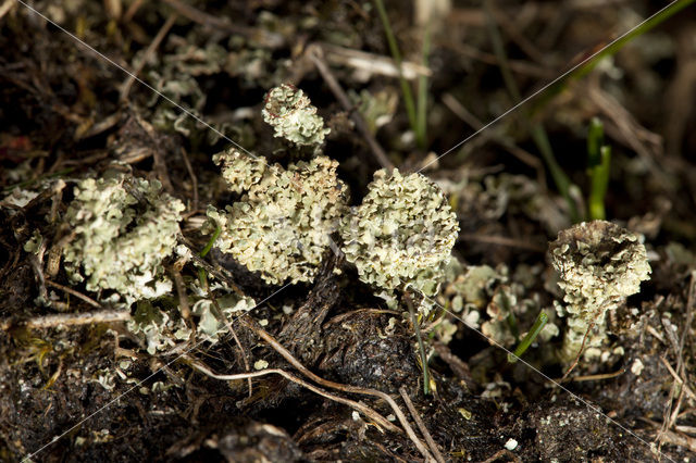 Boreal pixie-cup (Cladonia borealis)