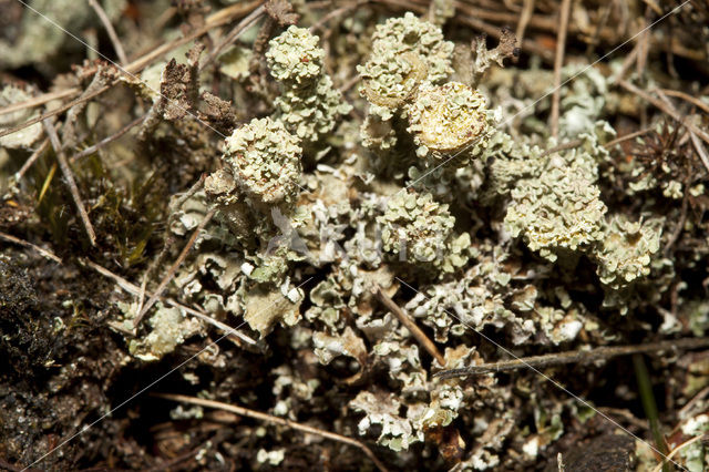 Boreal pixie-cup (Cladonia borealis)