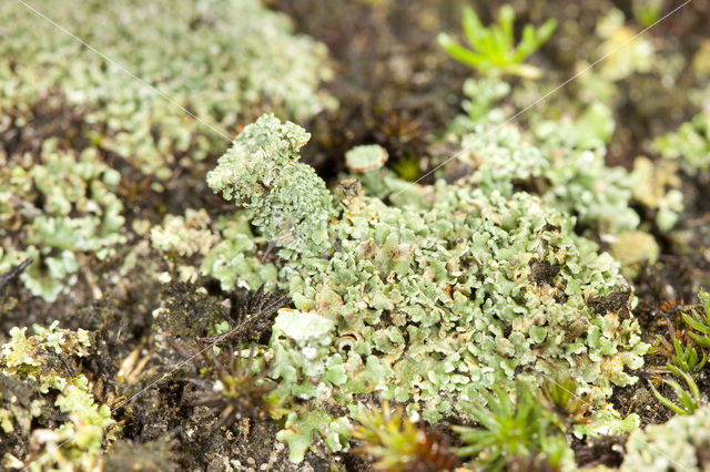 Plomp bekermos (Cladonia borealis)