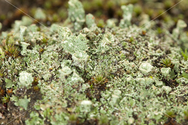 Boreal pixie-cup (Cladonia borealis)