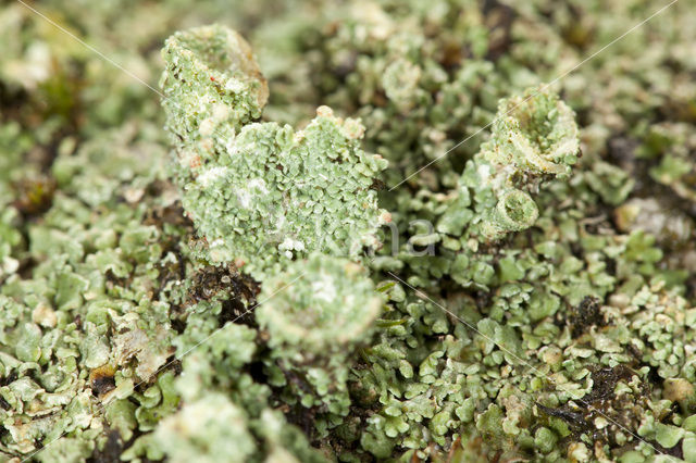 Boreal pixie-cup (Cladonia borealis)