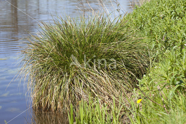 Pluimzegge (Carex paniculata)