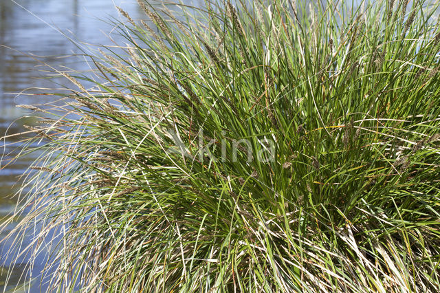 Greater Tussock-sedge (Carex paniculata)