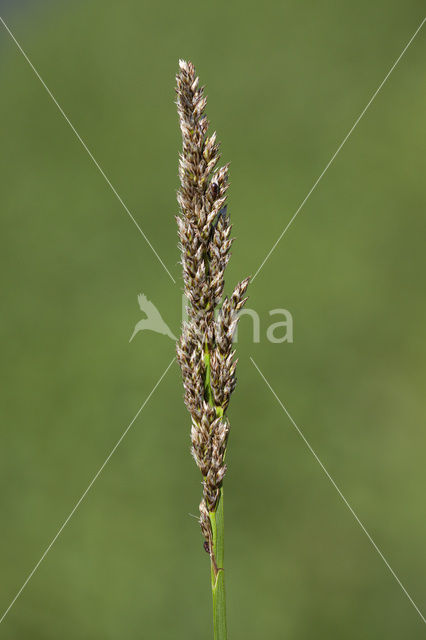 Greater Tussock-sedge (Carex paniculata)