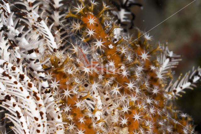 Cleaner shrimp (Periclimenes psamathe)