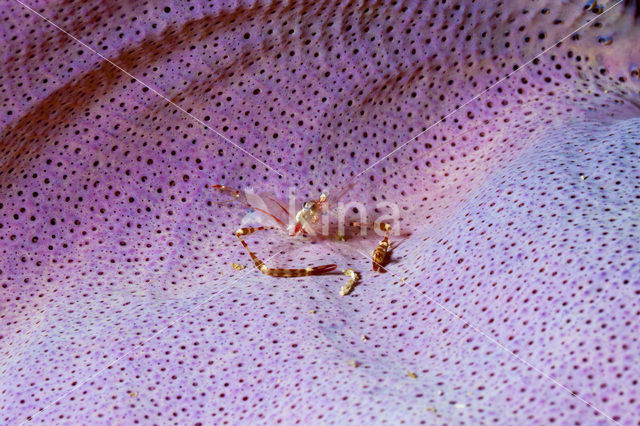 Cleaner shrimp (Periclimenes tenuipes)