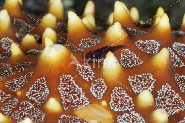 Cleaner shrimp (Periclimenes sp.)