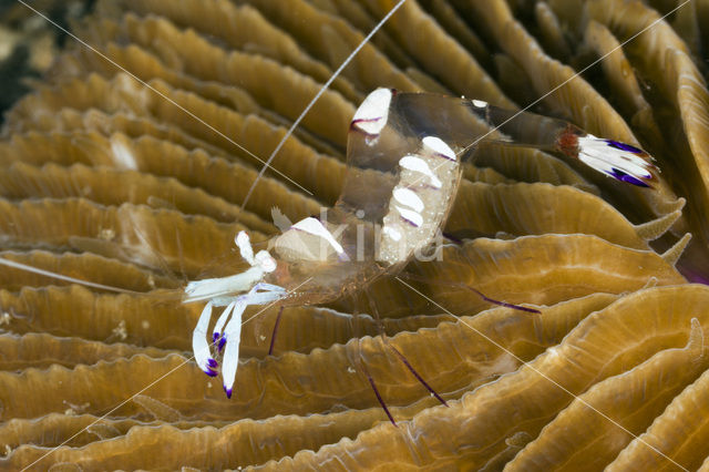 Commensal Shrimp