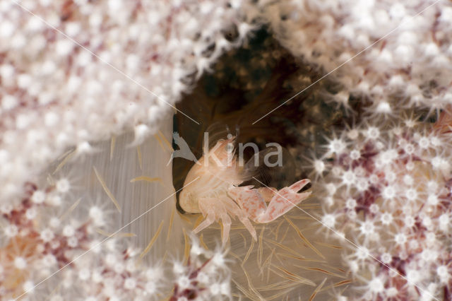 Soft Coral Porcellain Crab (Porcellanella triloba)