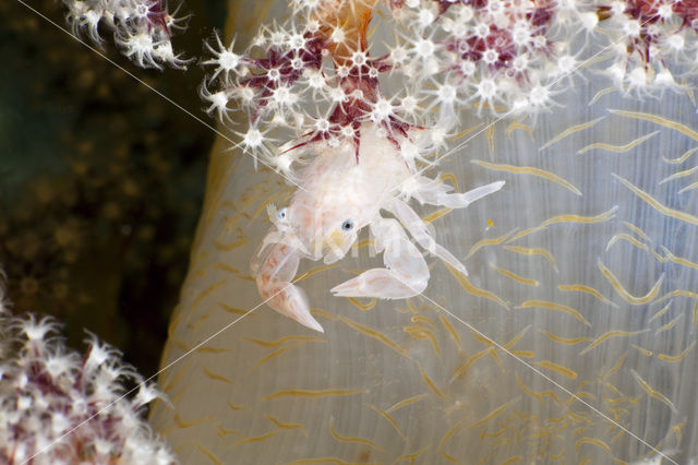 Soft Coral Porcellain Crab (Porcellanella triloba)