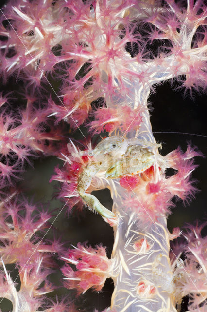 Soft Coral Porcellain Crab (Porcellanella triloba)