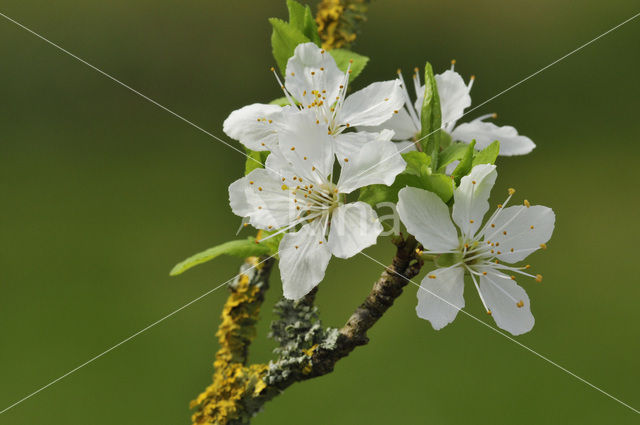 Plum (Prunus domestica)