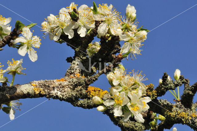 Plum (Prunus domestica)