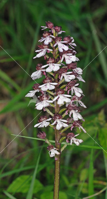 Lady Orchid (Orchis purpurea)