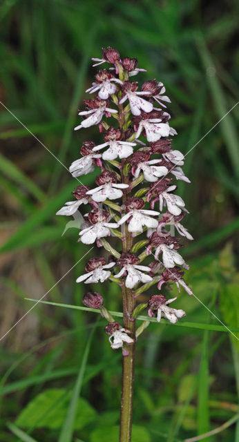 Purperorchis