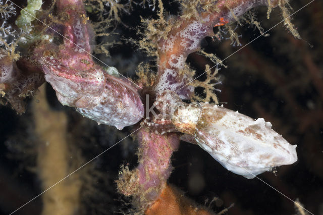 Pygmy cuttlefish (Sepia bandensis)