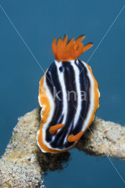 Pyjama Nudibranch (Chromodoris magnifa)