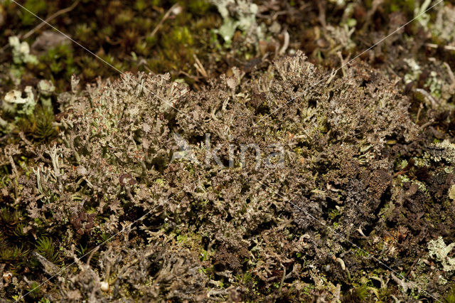 Rafelig bekermos (Cladonia ramulosa)