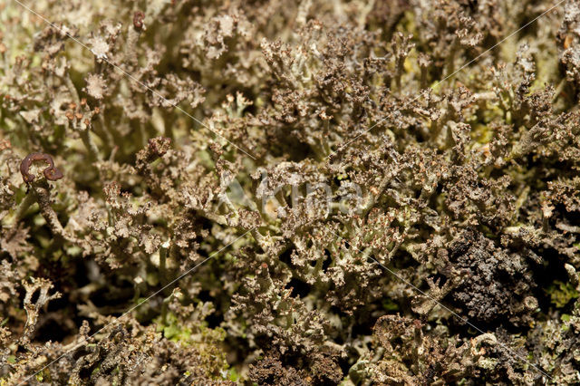 Rafelig bekermos (Cladonia ramulosa)