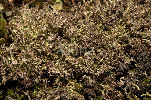 Rafelig bekermos (Cladonia ramulosa)