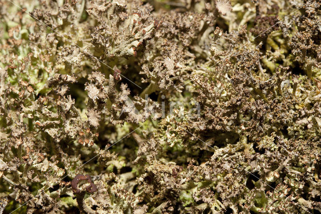 Rafelig bekermos (Cladonia ramulosa)