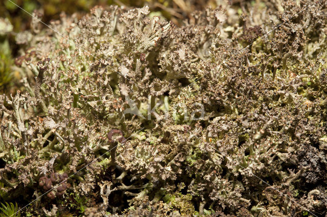 Rafelig bekermos (Cladonia ramulosa)