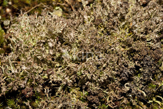 Rafelig bekermos (Cladonia ramulosa)