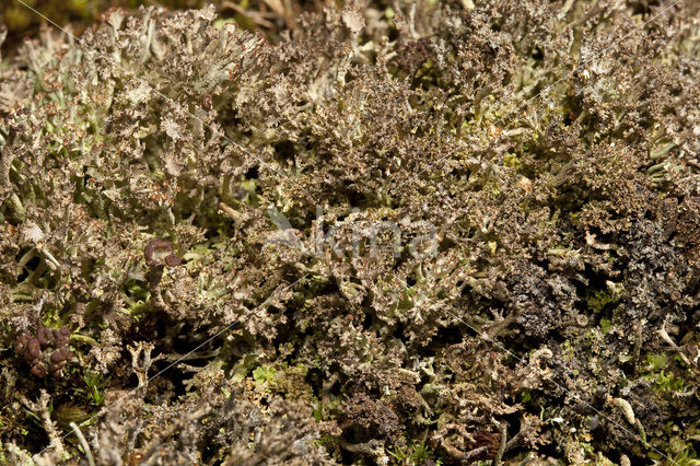 Rafelig bekermos (Cladonia ramulosa)