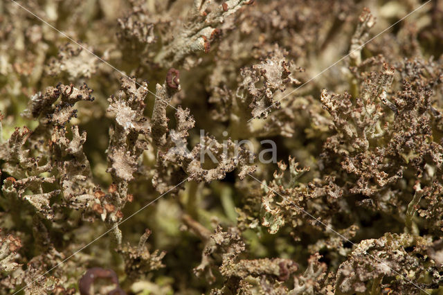 Rafelig bekermos (Cladonia ramulosa)