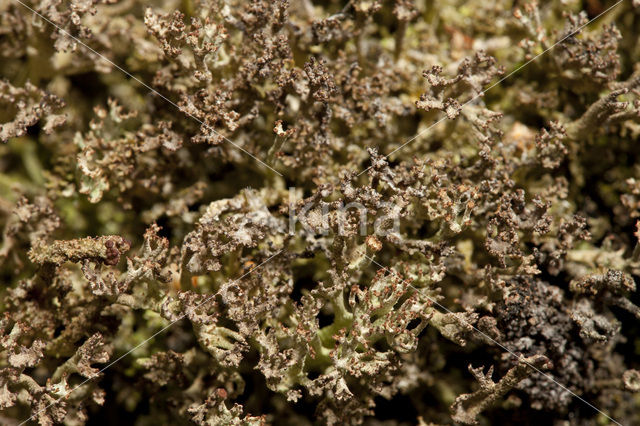 Rafelig bekermos (Cladonia ramulosa)