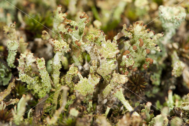 Cladonia ramulosa