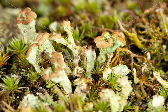 Rafelig bekermos (Cladonia ramulosa)