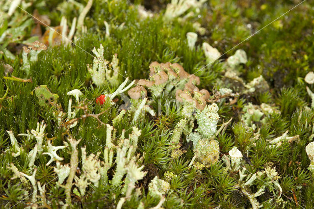 Cladonia ramulosa