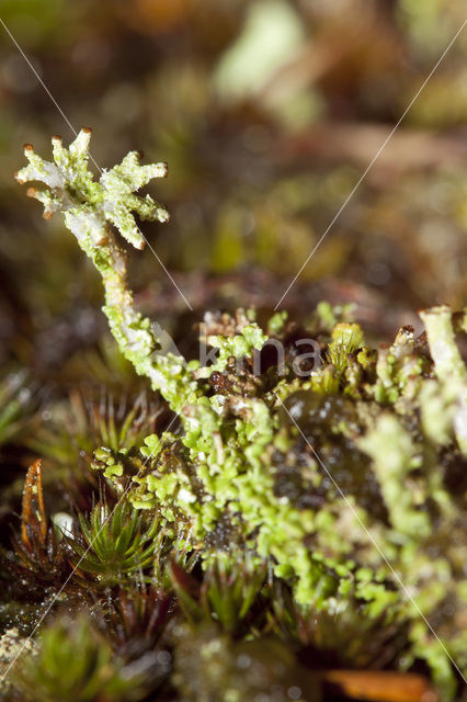 Rafelig bekermos (Cladonia ramulosa)