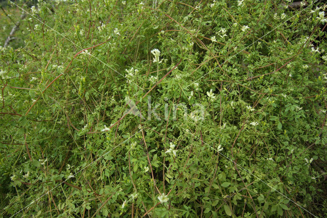 Climbing Corydalis (Ceratocapnos claviculata)