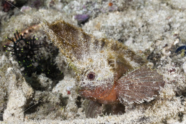 Redskinfish (Ablabys binotatus)