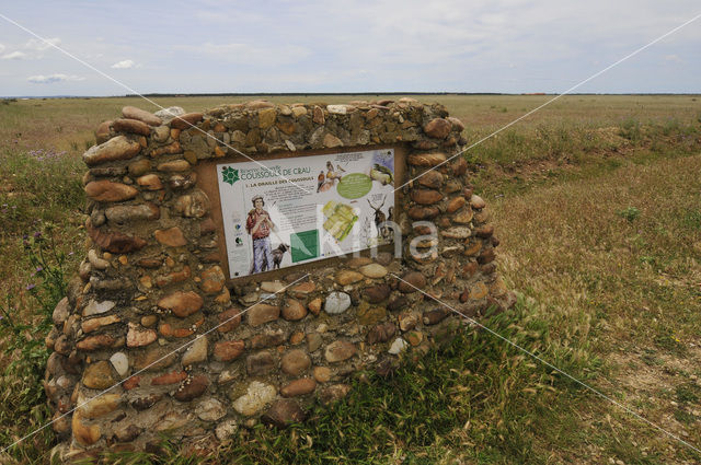 Réserve naturelle Coussouls de Crau