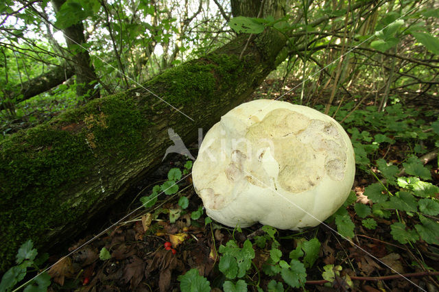 Giant Puffball (Langermannia gigantea)