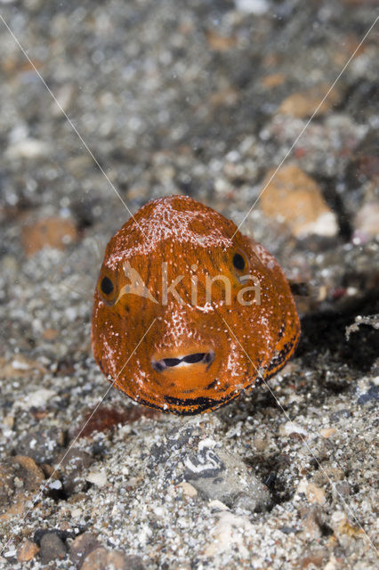 Starr Puffer (Arothron stellatus)