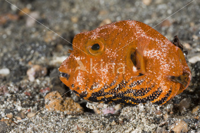 Starr Puffer (Arothron stellatus)