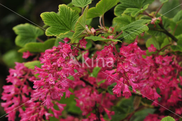 Currant (Ribes)
