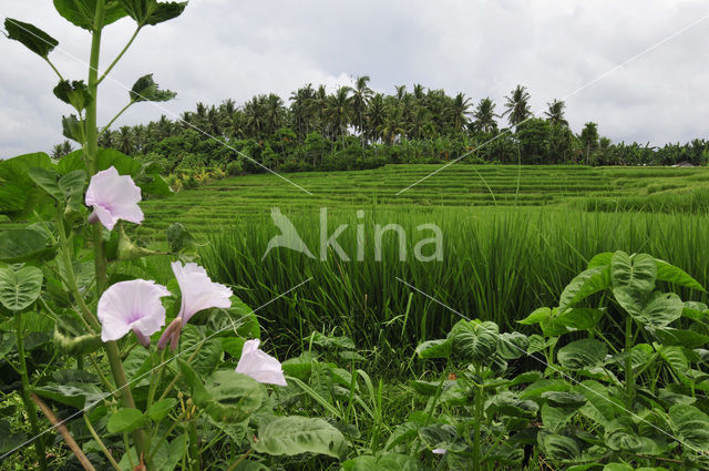 rice (Oryza spec)