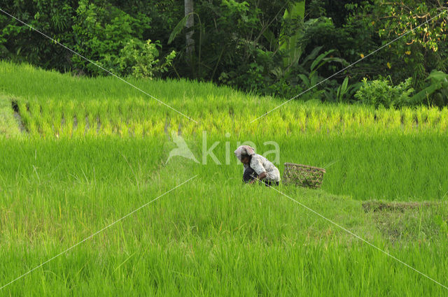 rice (Oryza spec)