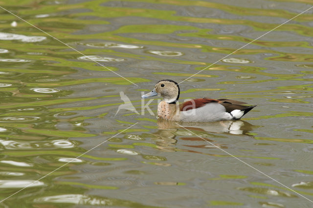 Ringtaling (Callonetta leucophrys)